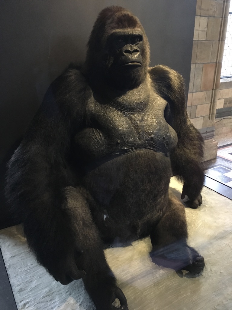 大猩猩（Guy the Gorilla），1947年，1岁的他在喀麦隆被捕，之后成了伦敦动物园的明星，1978死于心脏病