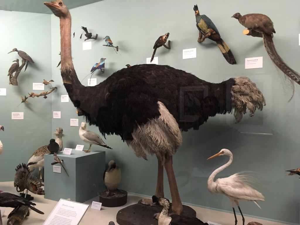 鸵鸟（ostrich）
