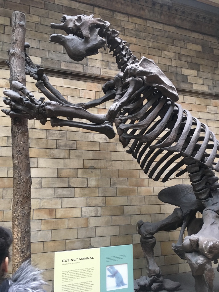大地懒（giant ground sloth），体型与大象差不多，1万年前生活在南美