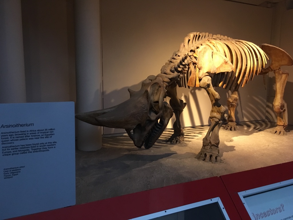 3500万年前生活在非洲的Arsinoitherium，有点像现在的犀牛，但是这货有两个角