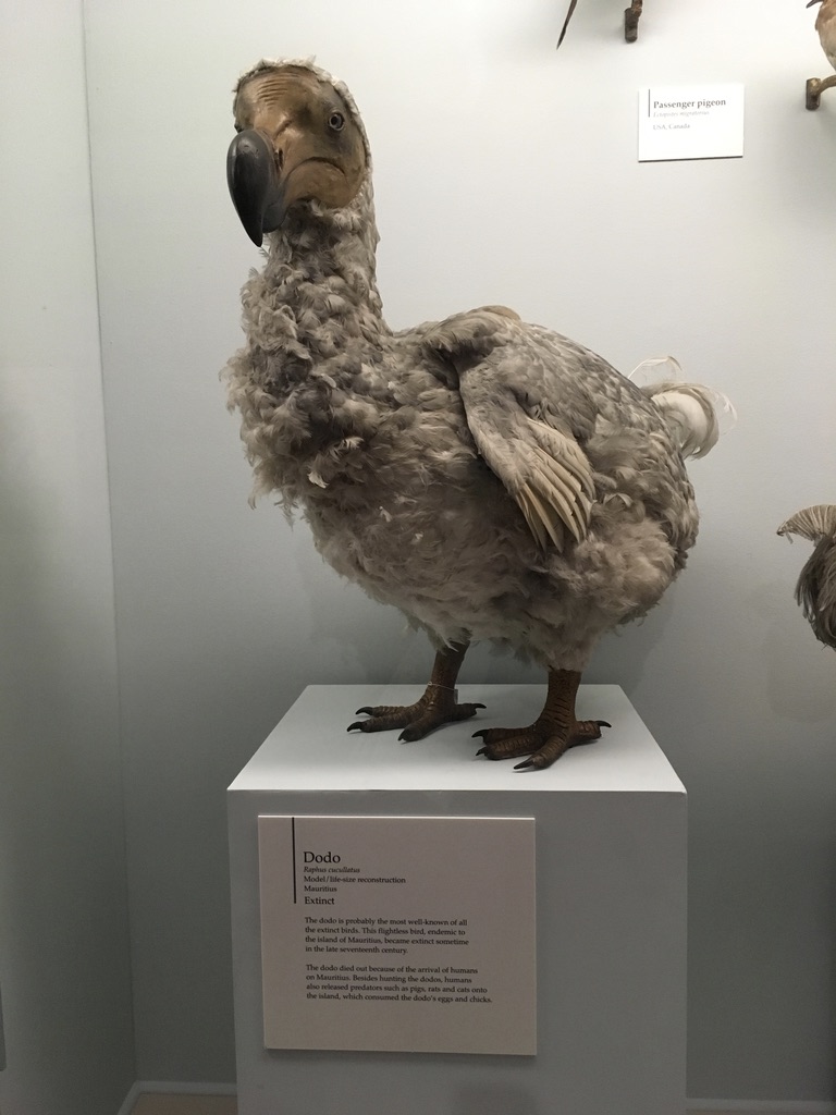 渡渡鸟的模型，渡渡鸟（dodo）生活在马达加斯加岛东侧的毛里求斯岛，因为人类的入侵而在17世纪彻底灭绝