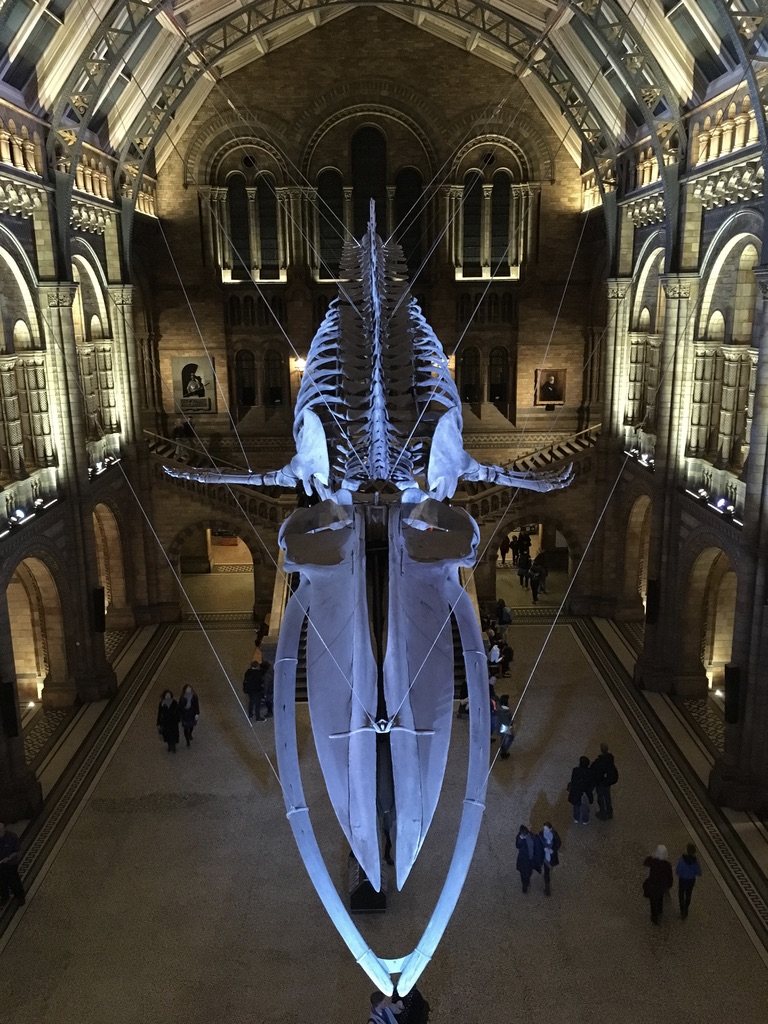 曾经在大厅里放着一副巨大的梁龙骨架的复制品，2017年换成了悬挂在大厅上空的一具长25米蓝鲸骨架。这条蓝鲸名叫“希望”，于1891年在爱尔兰搁浅