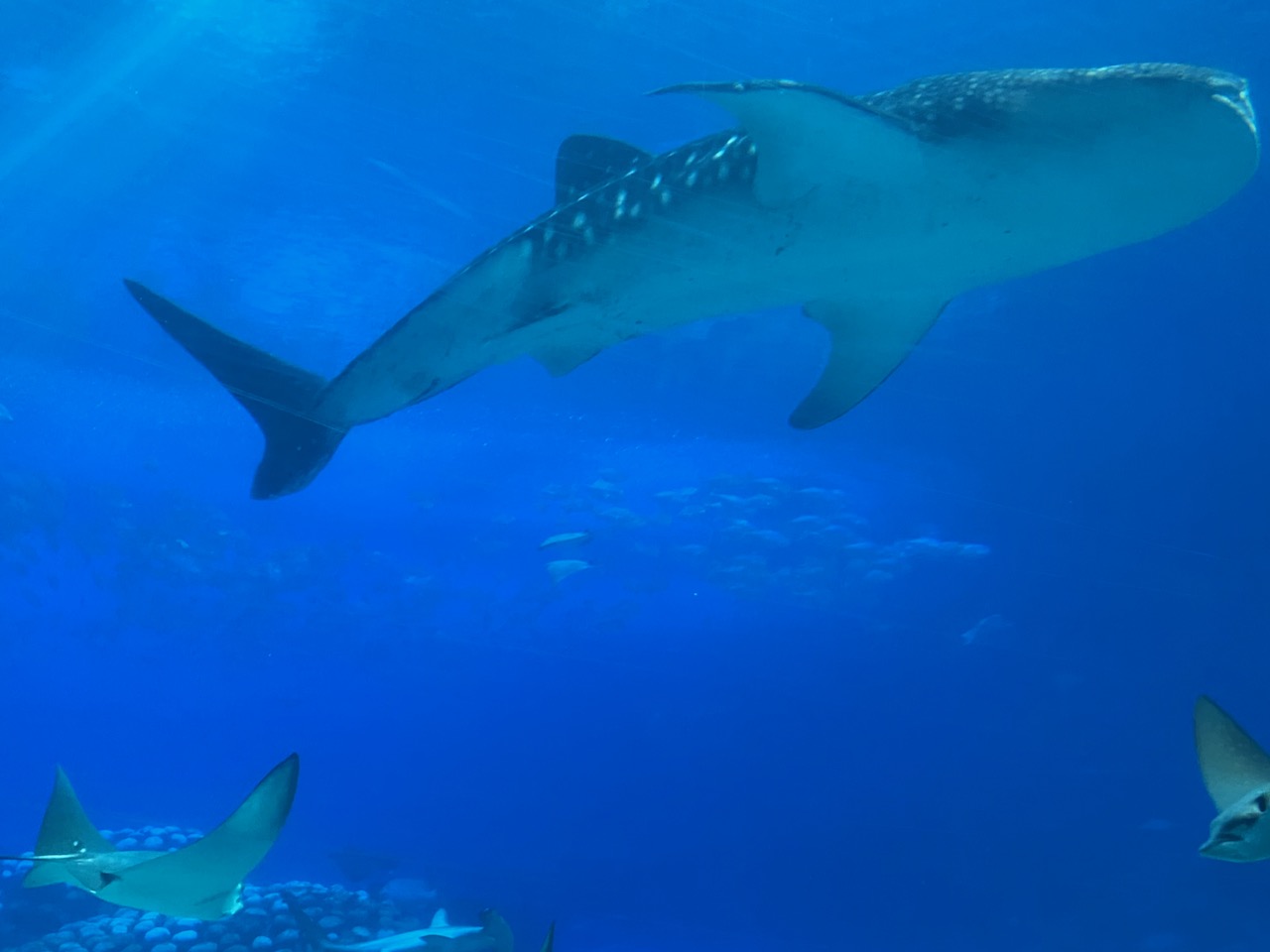 珠海长隆海洋王国鲸鲨馆