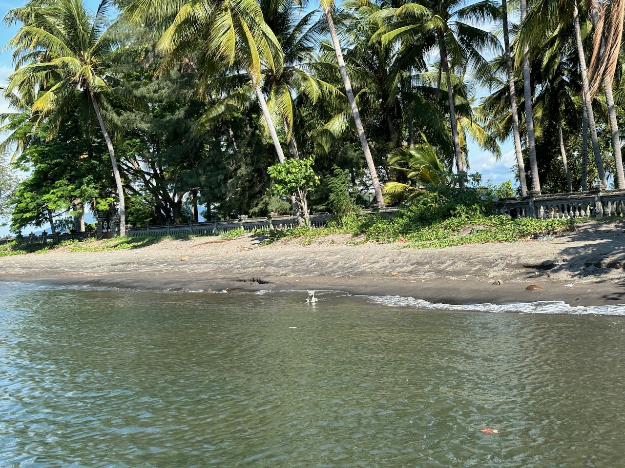 离开龙目岛 海滩上有一条在冲浪的狗狗